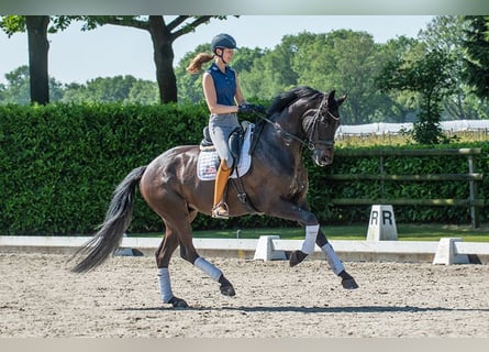 KWPN, Caballo castrado, 7 años, 175 cm, Castaño oscuro