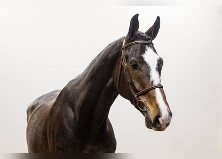 KWPN, Caballo castrado, 7 años, 175 cm, Castaño oscuro