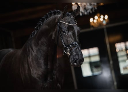 KWPN, Caballo castrado, 7 años, 175 cm, Negro