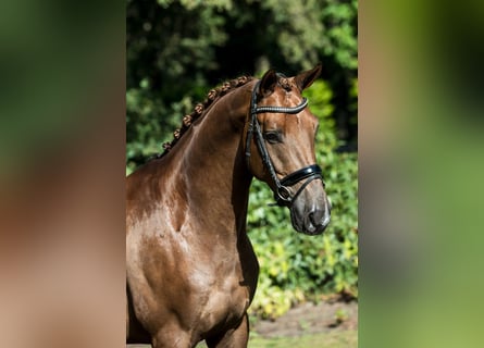KWPN, Caballo castrado, 7 años, Alazán