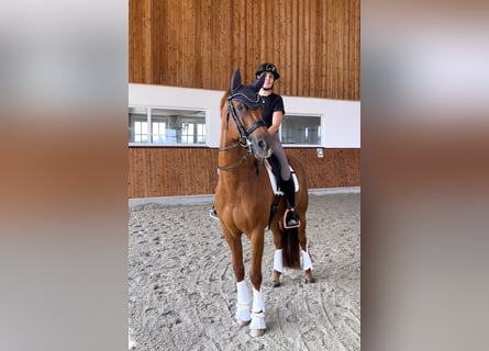 KWPN, Caballo castrado, 8 años, 166 cm, Alazán-tostado