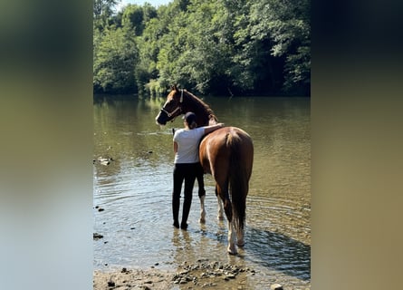 KWPN, Caballo castrado, 8 años, 168 cm, Alazán