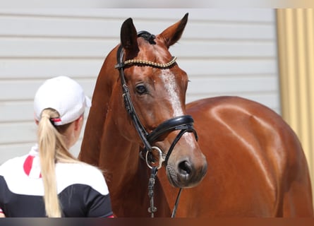 KWPN, Caballo castrado, 8 años, 168 cm, Castaño