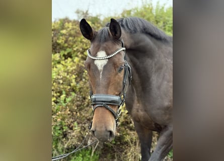 KWPN, Caballo castrado, 8 años, 168 cm, Castaño