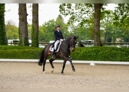 KWPN, Caballo castrado, 8 años, 170 cm, Castaño