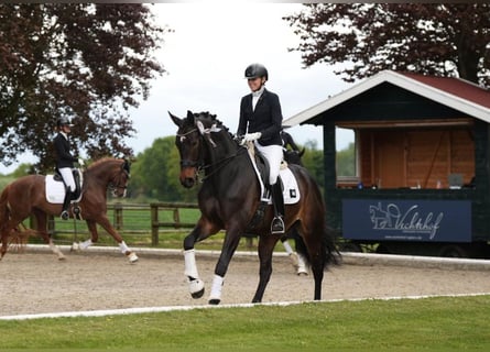 KWPN, Caballo castrado, 8 años, 170 cm, Castaño