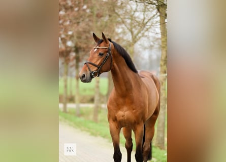 KWPN, Caballo castrado, 8 años, 170 cm, Castaño