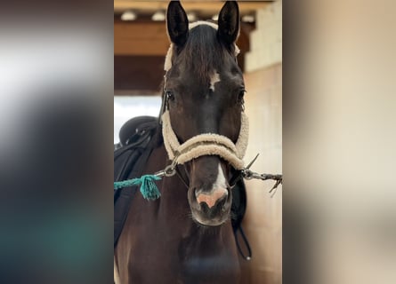 KWPN, Caballo castrado, 8 años, 170 cm, Castaño oscuro