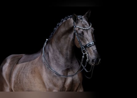 KWPN, Caballo castrado, 8 años, 170 cm, Castaño oscuro