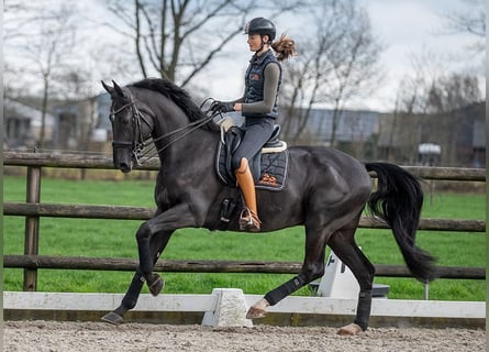 KWPN, Caballo castrado, 8 años, 171 cm, Negro