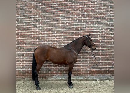 KWPN, Caballo castrado, 8 años, 172 cm