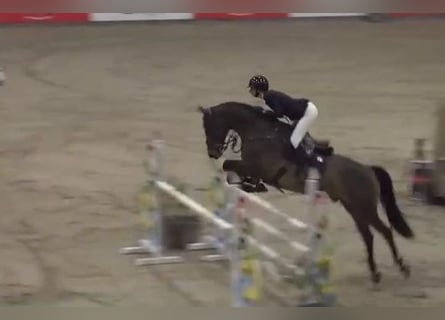 KWPN Mestizo, Caballo castrado, 8 años, 172 cm, Castaño