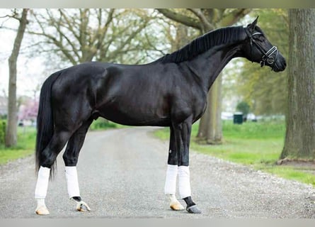 KWPN, Caballo castrado, 8 años, 172 cm, Castaño oscuro