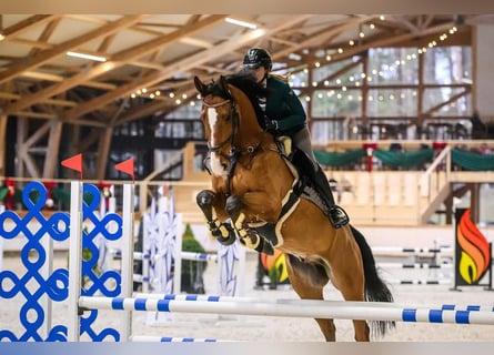 KWPN, Caballo castrado, 8 años, 172 cm, Castaño rojizo