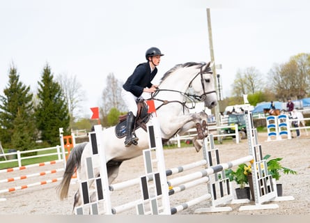 KWPN, Caballo castrado, 8 años, 172 cm, Tordo