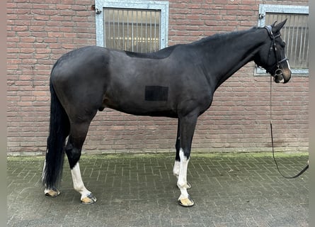 KWPN, Caballo castrado, 8 años, 173 cm, Negro