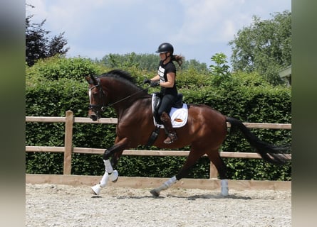 KWPN, Caballo castrado, 8 años, 175 cm, Castaño oscuro