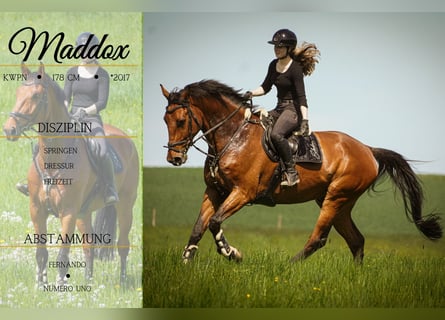 KWPN, Caballo castrado, 8 años, 178 cm, Castaño