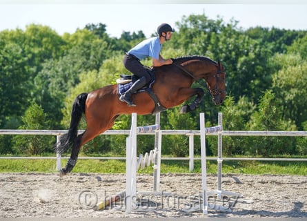 KWPN, Caballo castrado, 8 años, 178 cm, Castaño