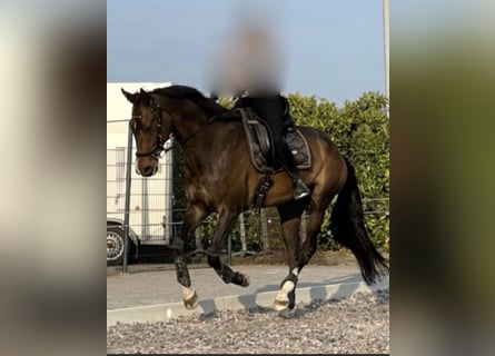 KWPN, Caballo castrado, 8 años, 178 cm, Castaño oscuro