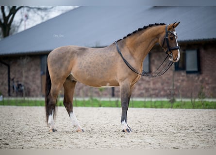 KWPN, Caballo castrado, 9 años, 161 cm, Castaño