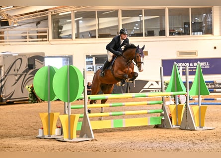 KWPN, Caballo castrado, 9 años, 163 cm, Castaño rojizo