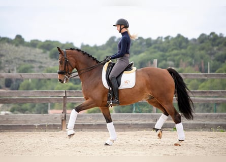 KWPN, Caballo castrado, 9 años, 167 cm, Castaño