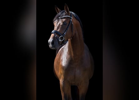 KWPN, Caballo castrado, 9 años, 167 cm, Castaño rojizo