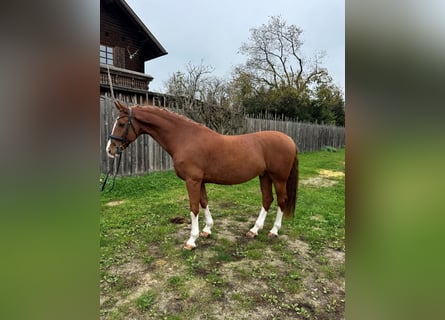 KWPN, Caballo castrado, 9 años, 168 cm, Alazán