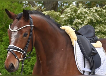 KWPN, Caballo castrado, 9 años, 168 cm