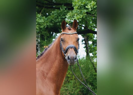 KWPN, Caballo castrado, 9 años, 168 cm, Castaño
