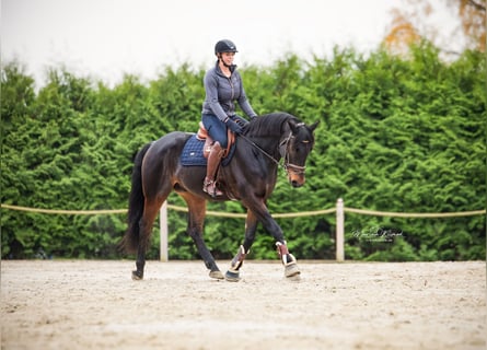 KWPN, Caballo castrado, 9 años, 168 cm, Castaño