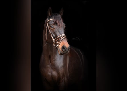 KWPN, Caballo castrado, 9 años, 168 cm, Castaño oscuro