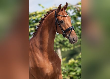 KWPN, Caballo castrado, 9 años, 169 cm, Alazán