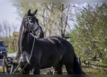 KWPN, Caballo castrado, 9 años, 169 cm, Castaño oscuro