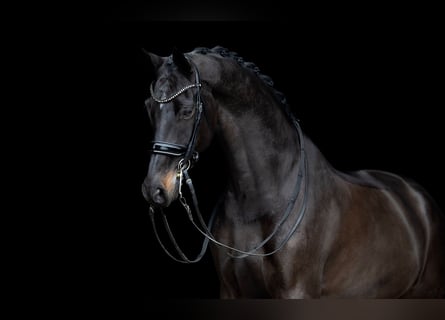 KWPN, Caballo castrado, 9 años, 170 cm, Castaño oscuro