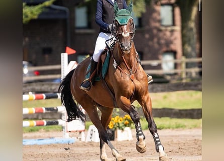 KWPN, Caballo castrado, 9 años, 170 cm, Castaño oscuro