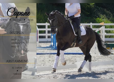 KWPN, Caballo castrado, 9 años, 170 cm, Negro