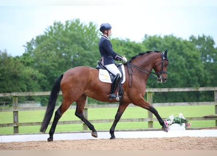 KWPN, Caballo castrado, 9 años, 172 cm, Castaño rojizo