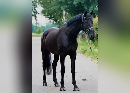 KWPN, Caballo castrado, 9 años, 172 cm, Negro