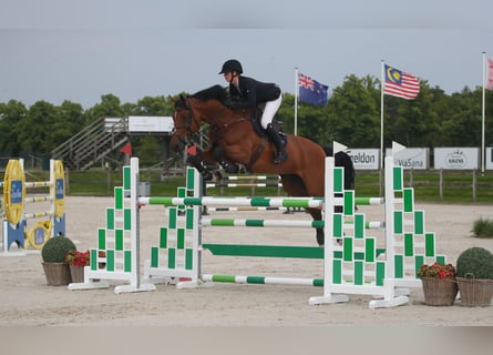 KWPN, Caballo castrado, 9 años, 180 cm, Castaño