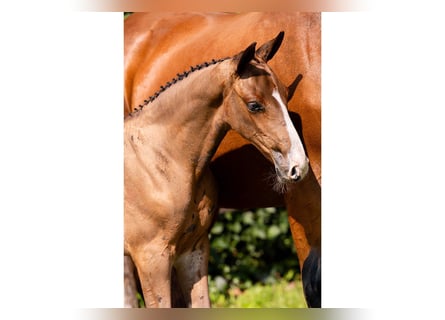 KWPN, Caballo castrado, Potro (07/2025)