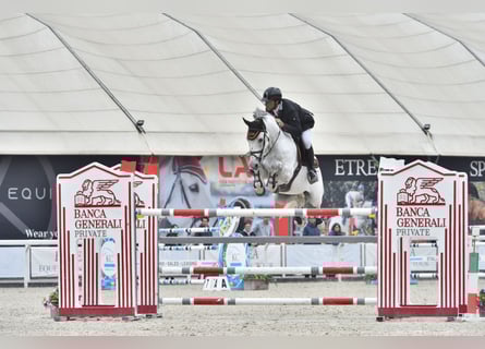 KWPN, Castrone, 10 Anni, 164 cm, Grigio