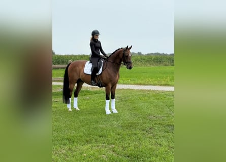 KWPN, Castrone, 10 Anni, 165 cm, Baio