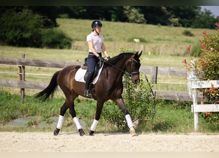 KWPN, Castrone, 10 Anni, 167 cm, Baio scuro