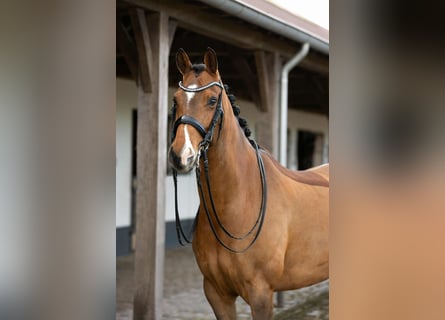 KWPN, Castrone, 10 Anni, 168 cm, Baio