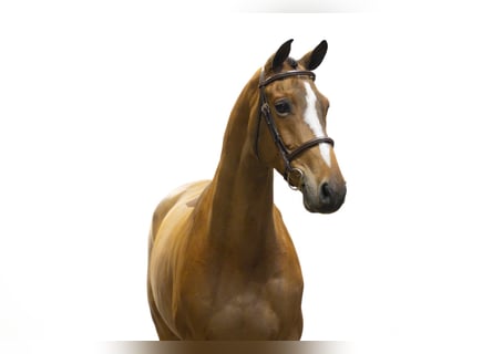 KWPN, Castrone, 10 Anni, 168 cm, Baio scuro