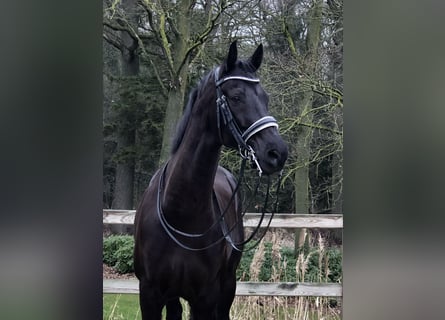 KWPN, Castrone, 10 Anni, 170 cm, Morello