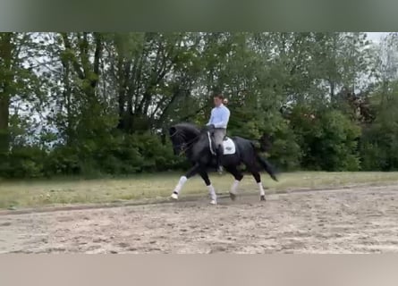 KWPN, Castrone, 10 Anni, 170 cm, Morello
