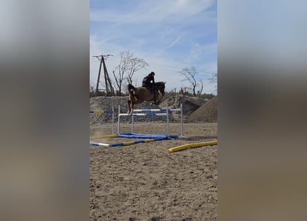 KWPN, Castrone, 10 Anni, 175 cm, Sauro